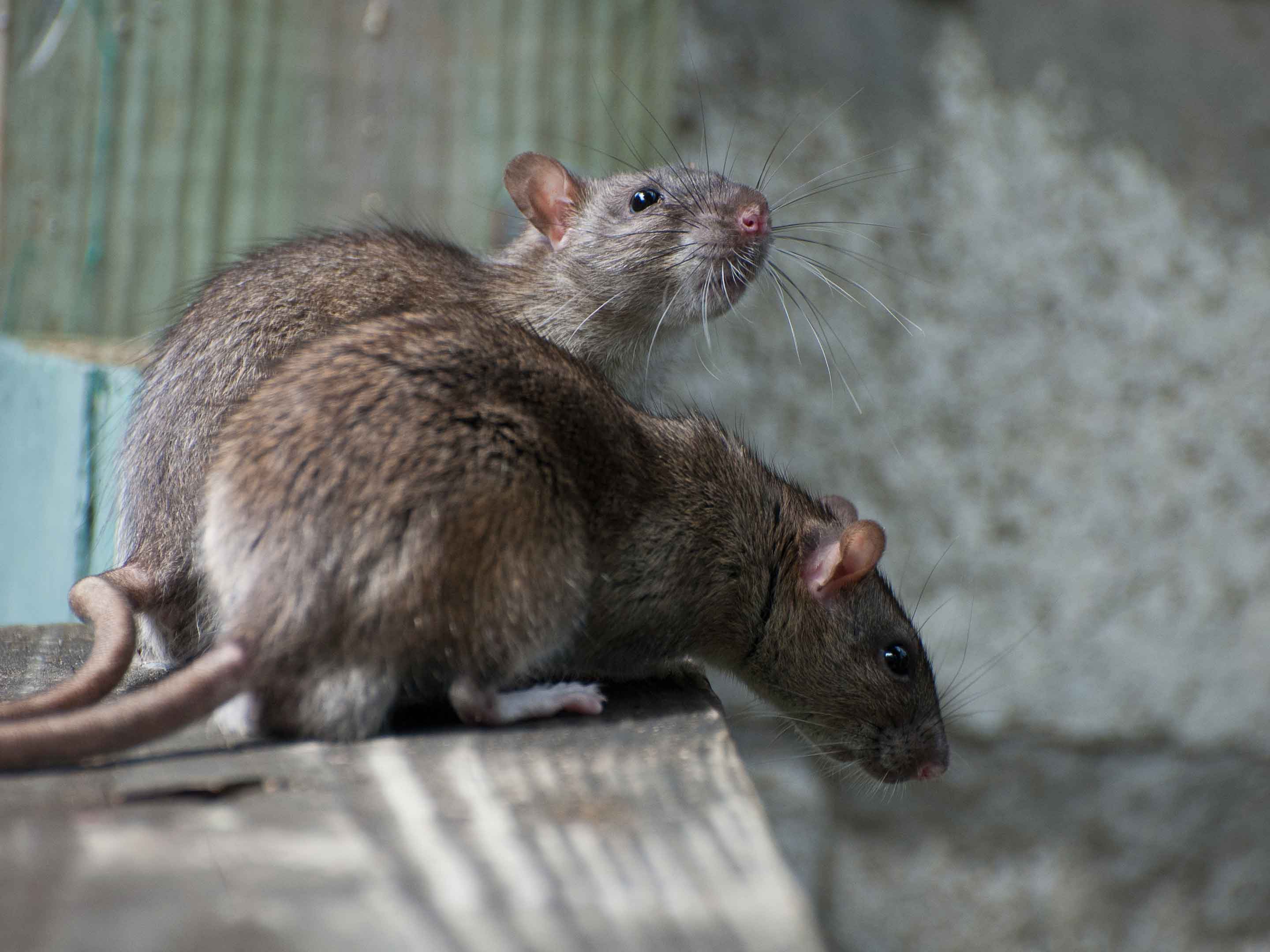 Ratten vertreiben & Ratten bekämpfen