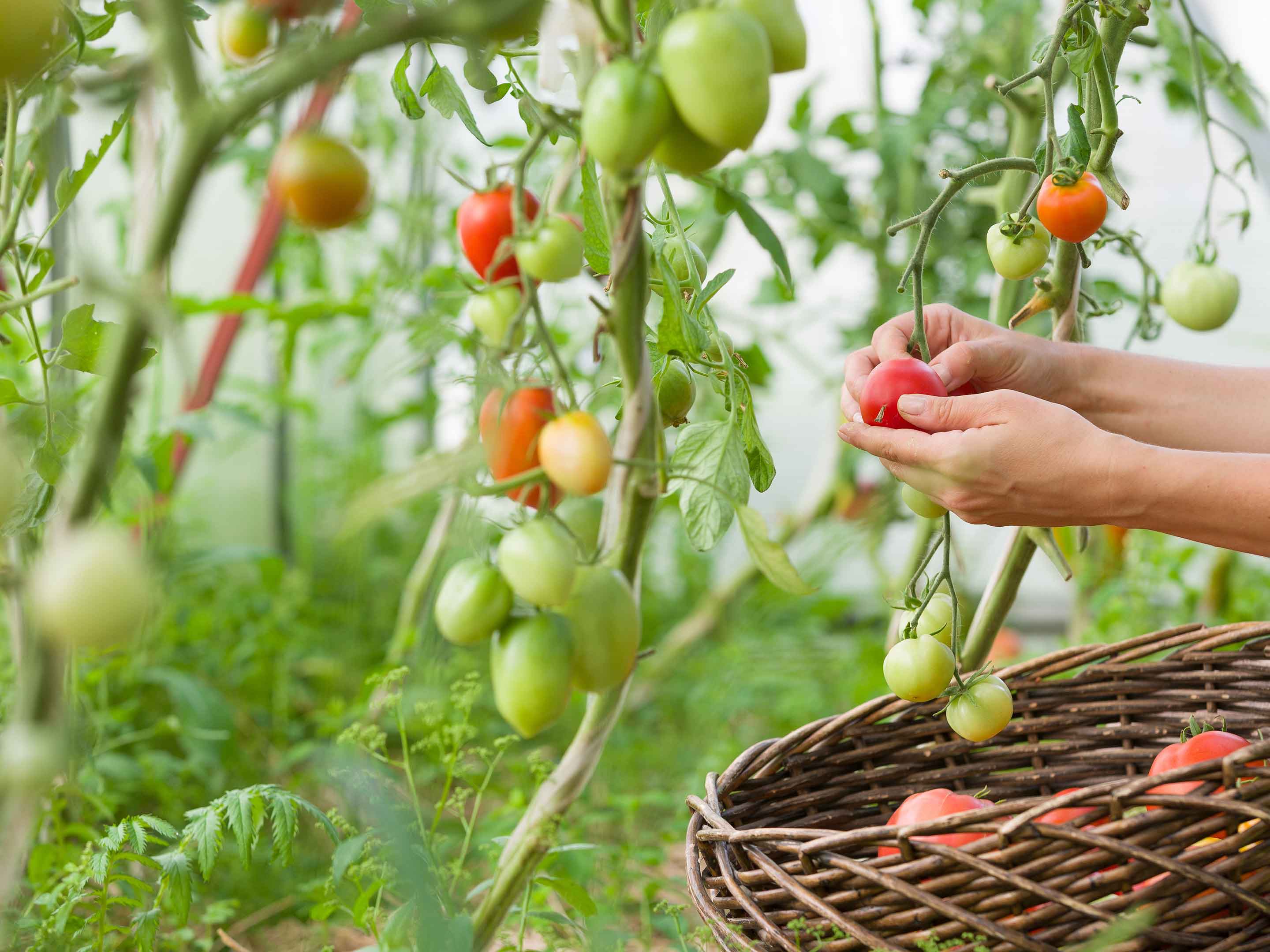 Care tips for tomatoes: How to get a rich harvest