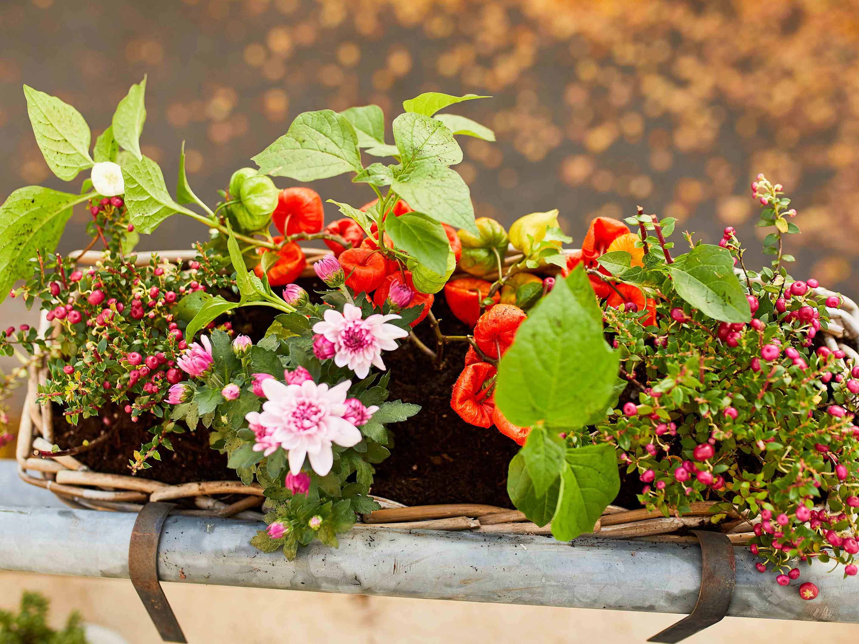 Herbstbalkon Bepflanzen