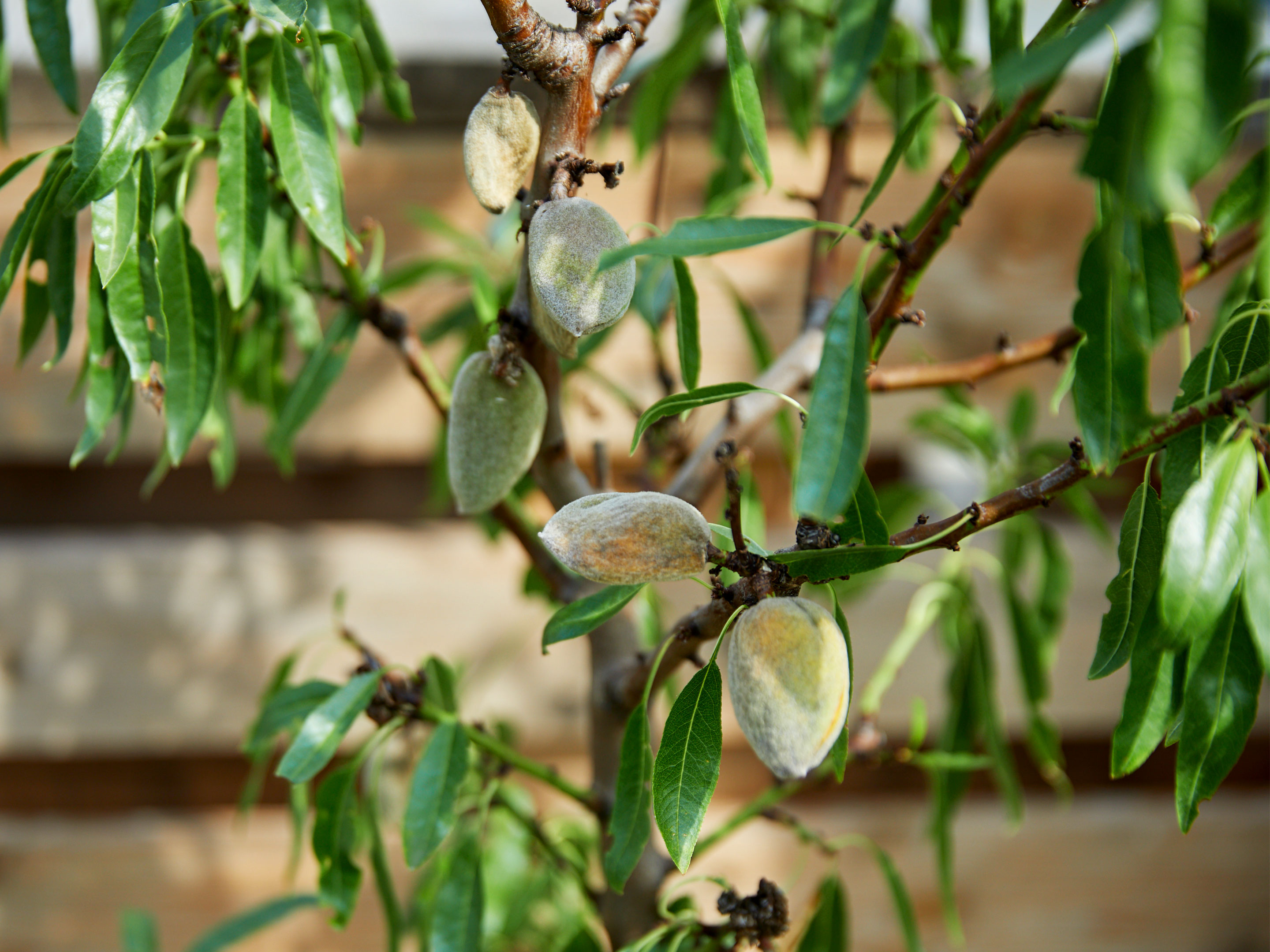 Amandelboom (Prunus Dulcis)