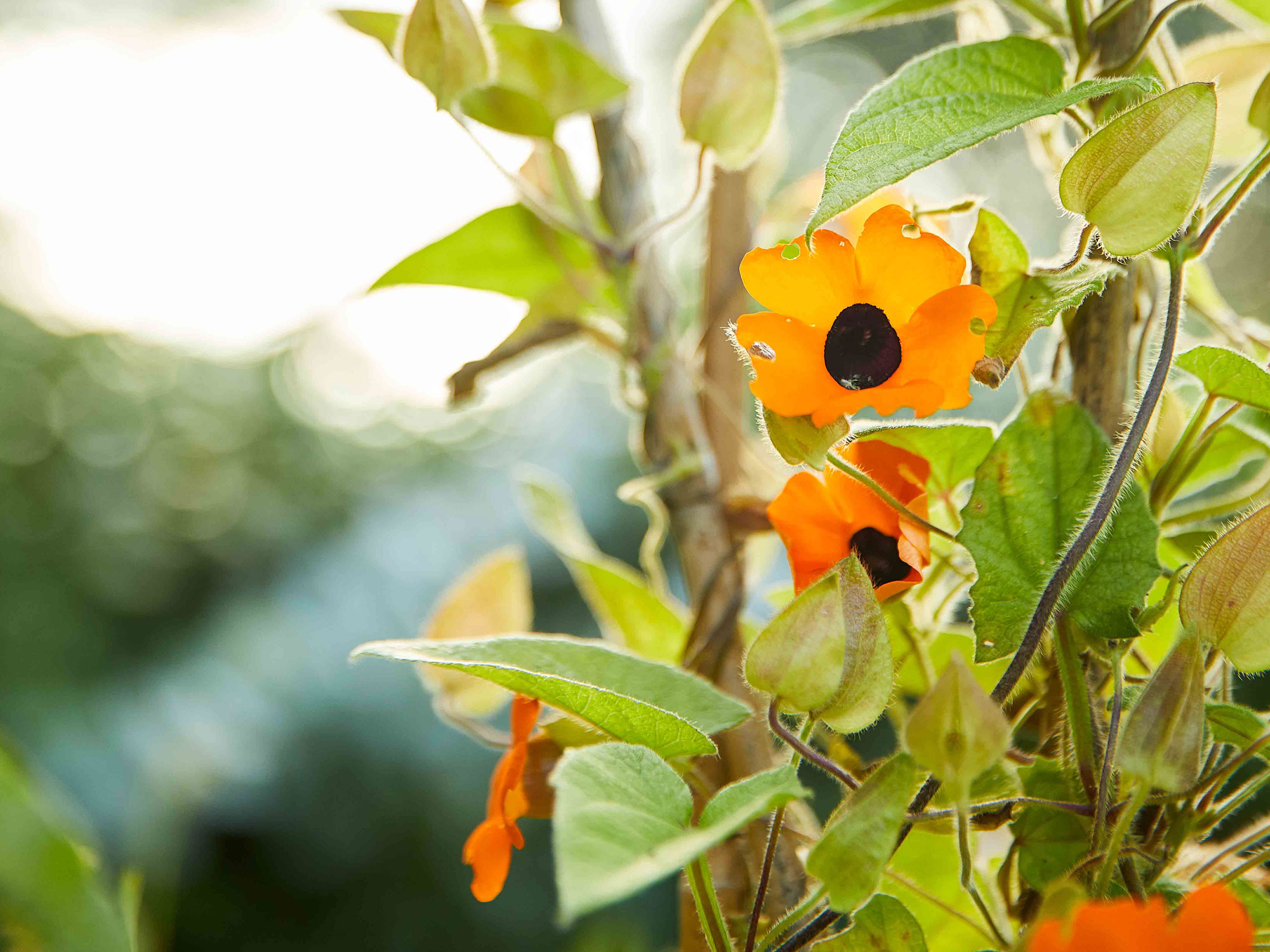 Kletterpflanzen: Sichtschutz Für Garten & Balkon