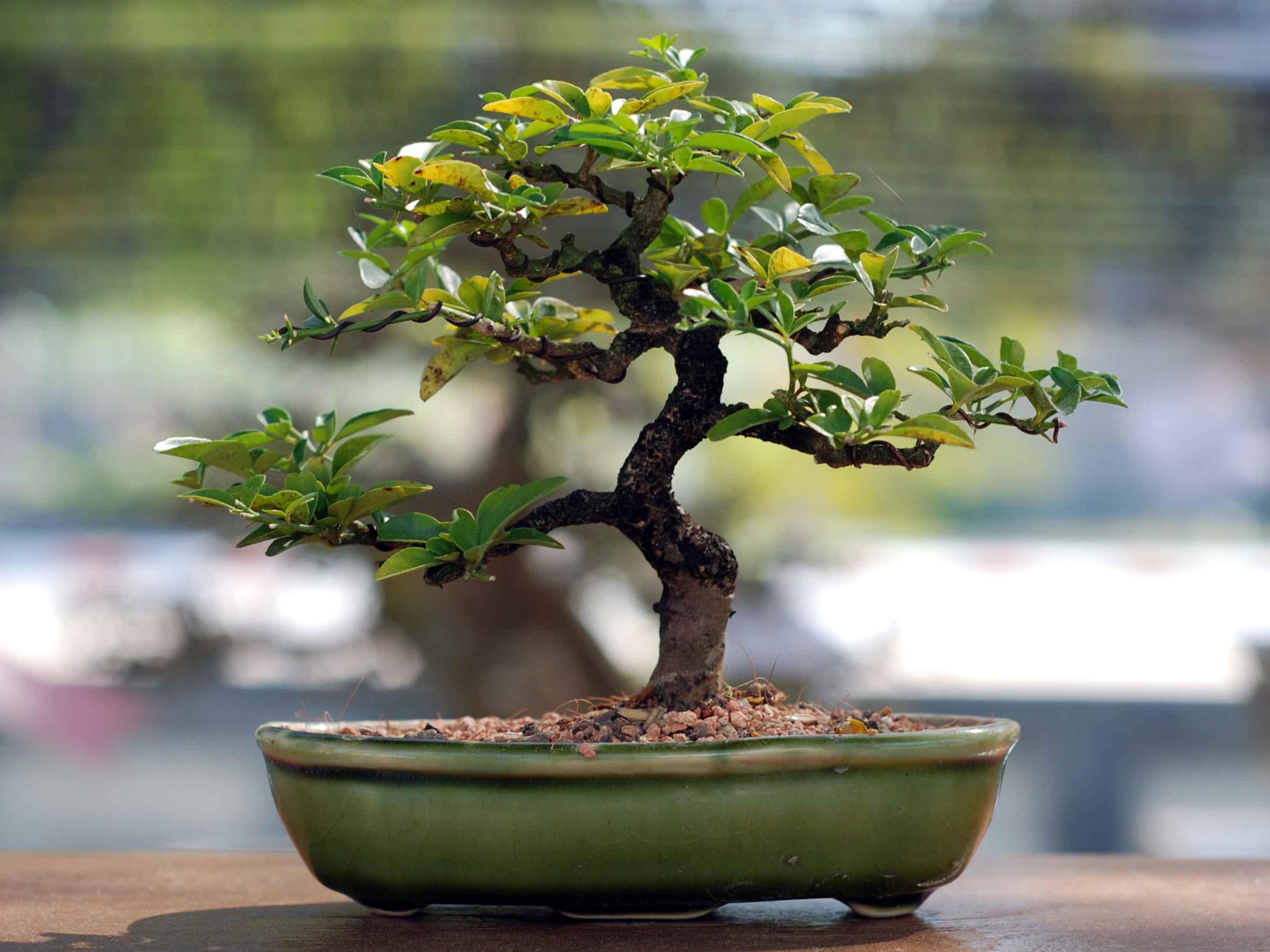 Il successo dei bonsai da interno 
