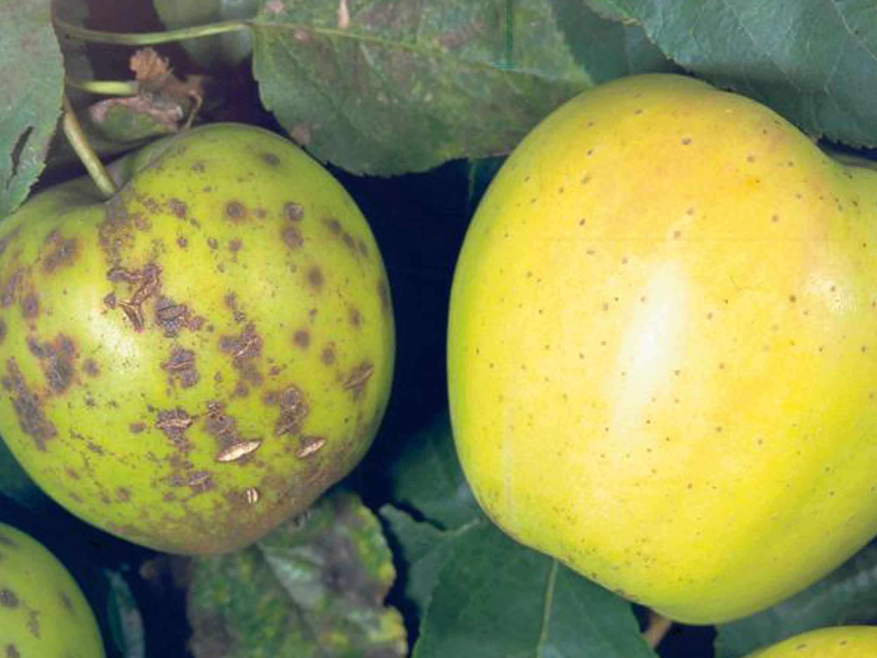 Schurft op appels en peren herkennen en bestrijden | COMPO