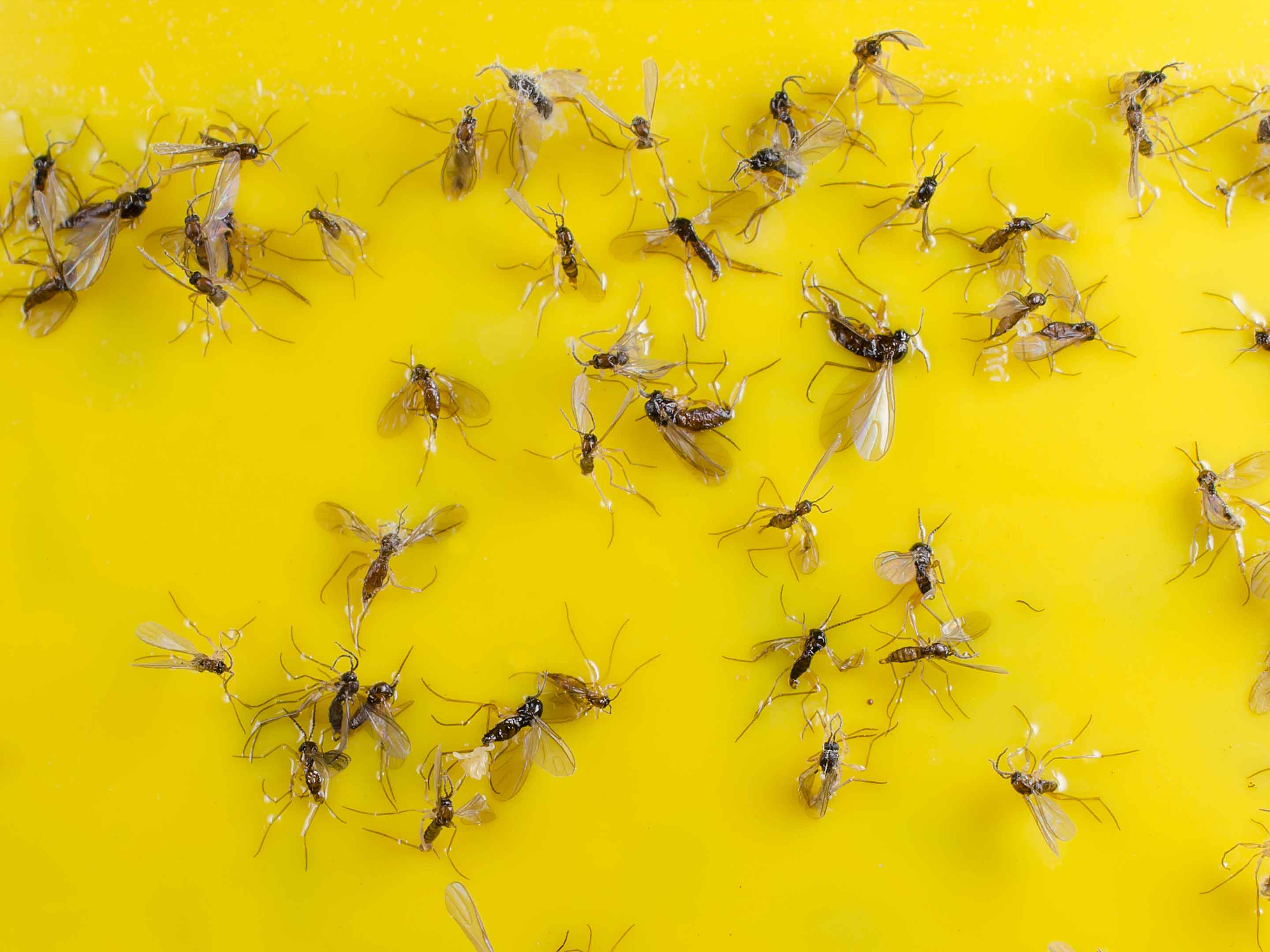 10 astuces pour vous débarrasser des mouches de terreau