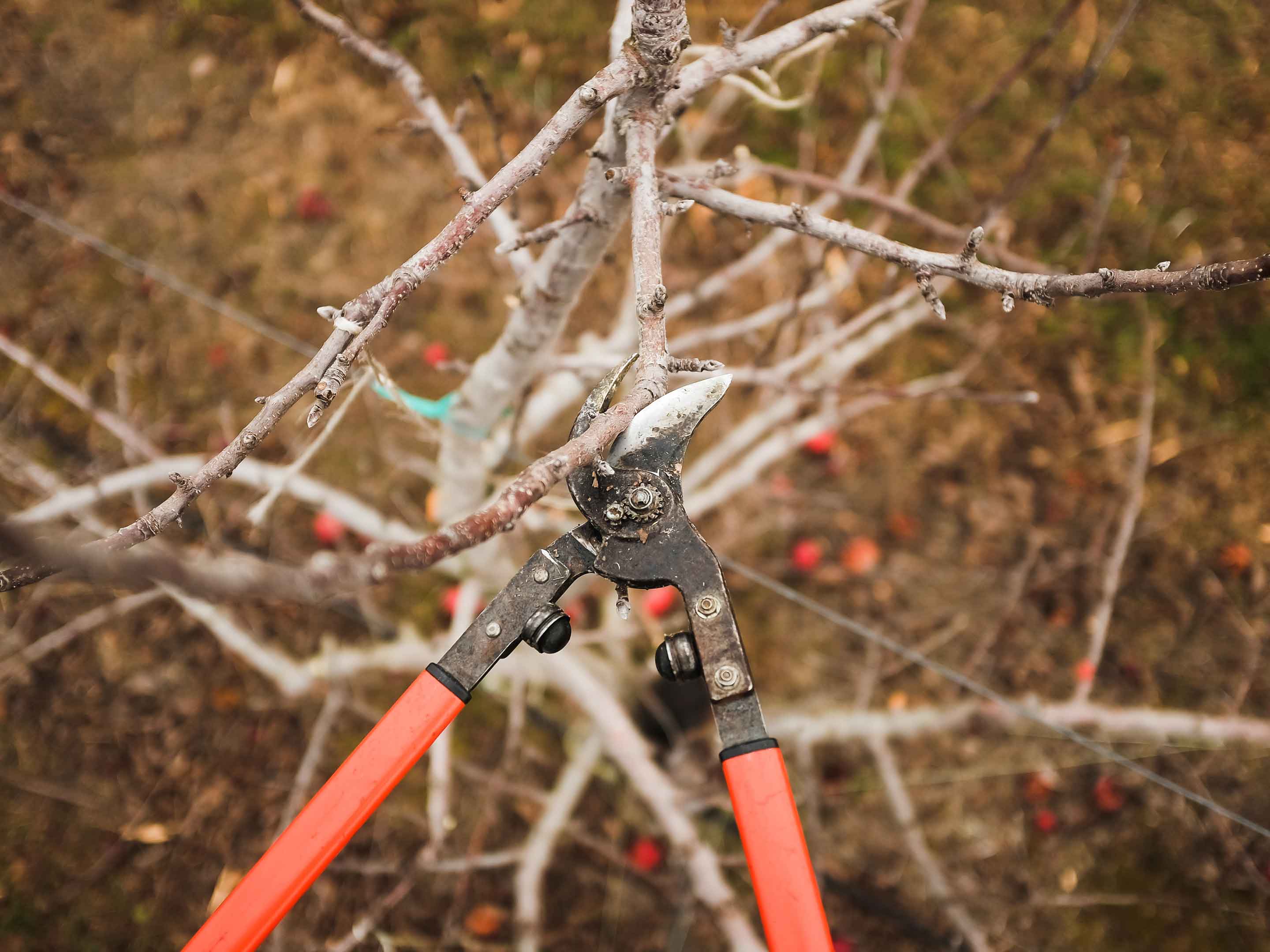 Fruitbomen Snoeien